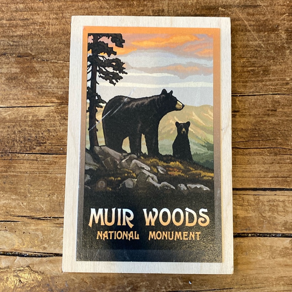 Muir Woods Birchwood Postcard